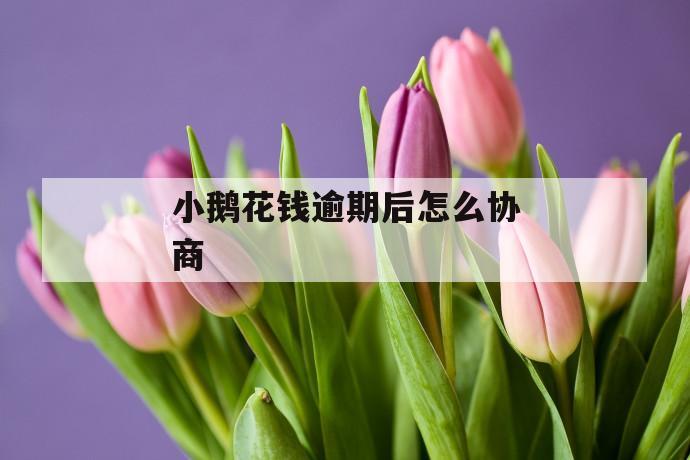 小鹅花钱逾期后怎么协商 第1张 小鹅花钱逾期后怎么协商 第1张