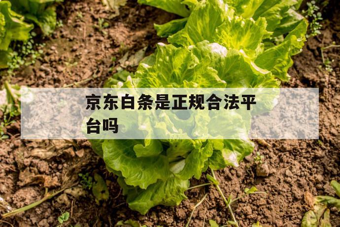 京东白条是正规合法平台吗 第1张 京东白条是正规合法平台吗 第1张