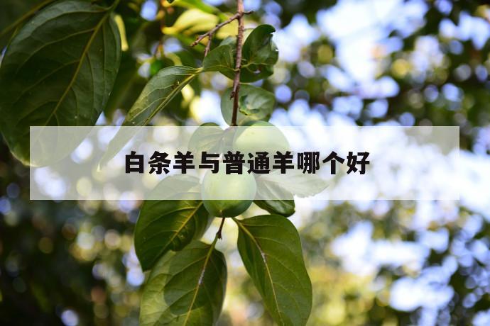 白条羊与普通羊哪个好 第1张 白条羊与普通羊哪个好 第1张