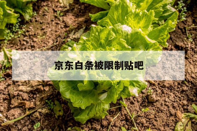 京东白条被限制贴吧 第1张 京东白条被限制贴吧 第1张