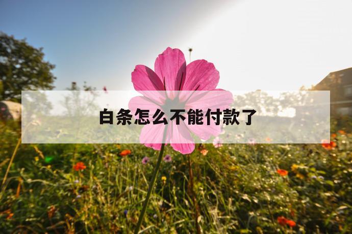 白条怎么不能付款了 第1张 白条怎么不能付款了 第1张