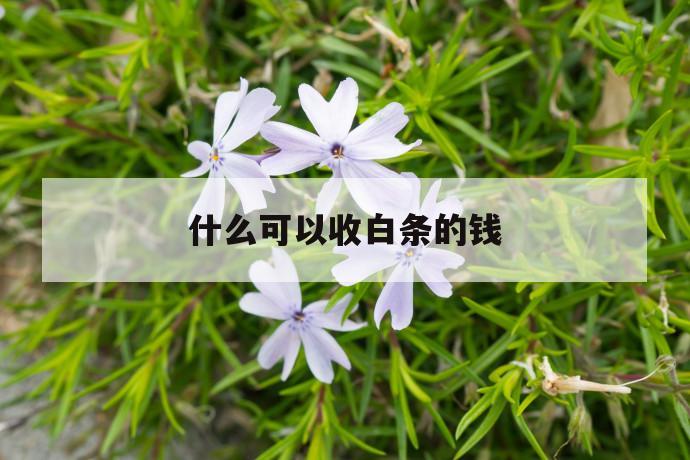 什么可以收白条的钱 第1张 什么可以收白条的钱 第1张