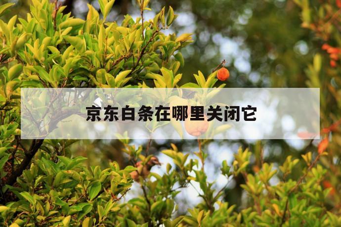 京东白条在哪里关闭它 第1张 京东白条在哪里关闭它 第1张