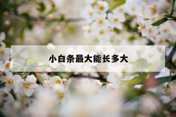 小白条最大能长多大 第1张 小白条最大能长多大 第1张
