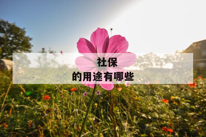 社保的用途有哪些
社保的用途有哪些
