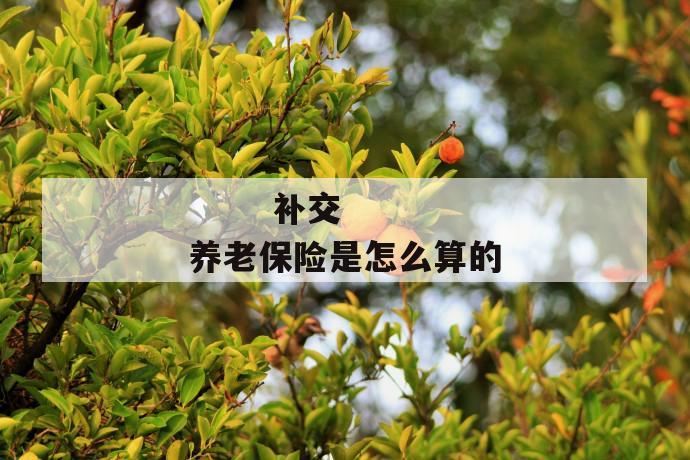 补交养老保险是怎么算的
补交养老保险是怎么算的