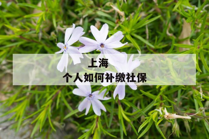 上海个人如何补缴社保
上海个人如何补缴社保